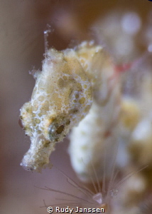 Satomi's pygmy seahorse (Hippocampus satomiae) is the rar... by Rudy Janssen 
